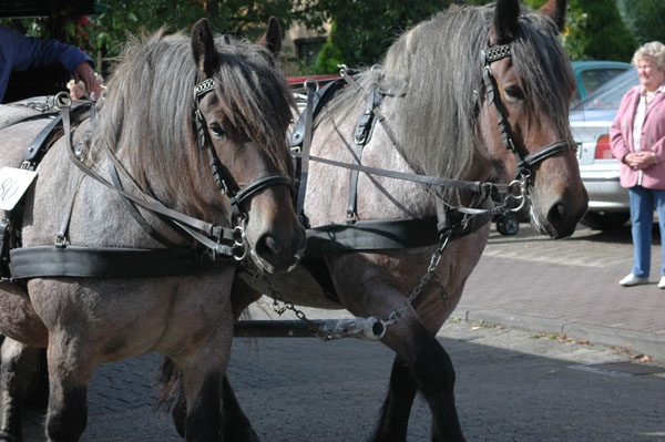 Umzug 750 Jahre Tarms 309